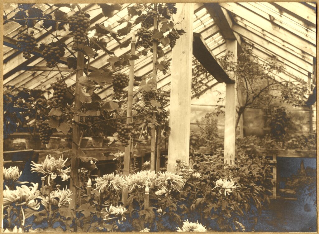 Photo album of Villa Ammende, the greenhouse